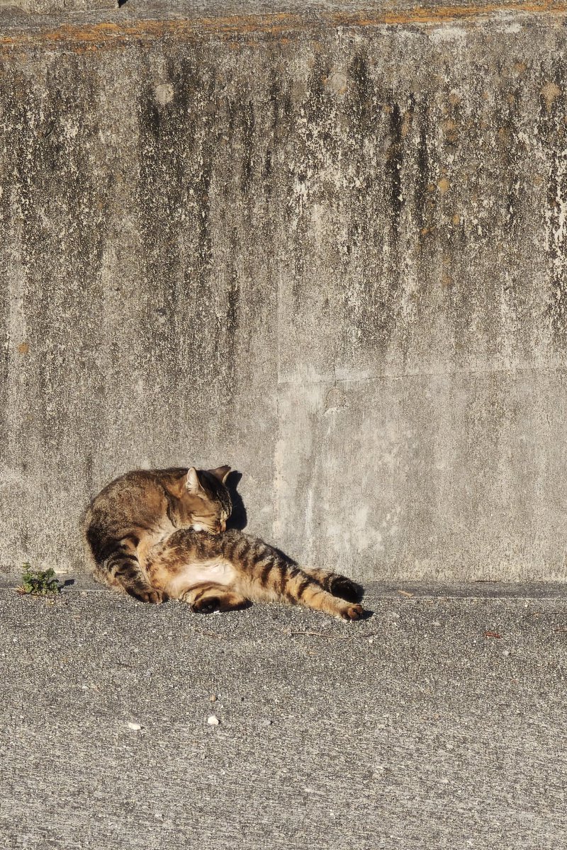 Takatan@廃墟FPV tweet media