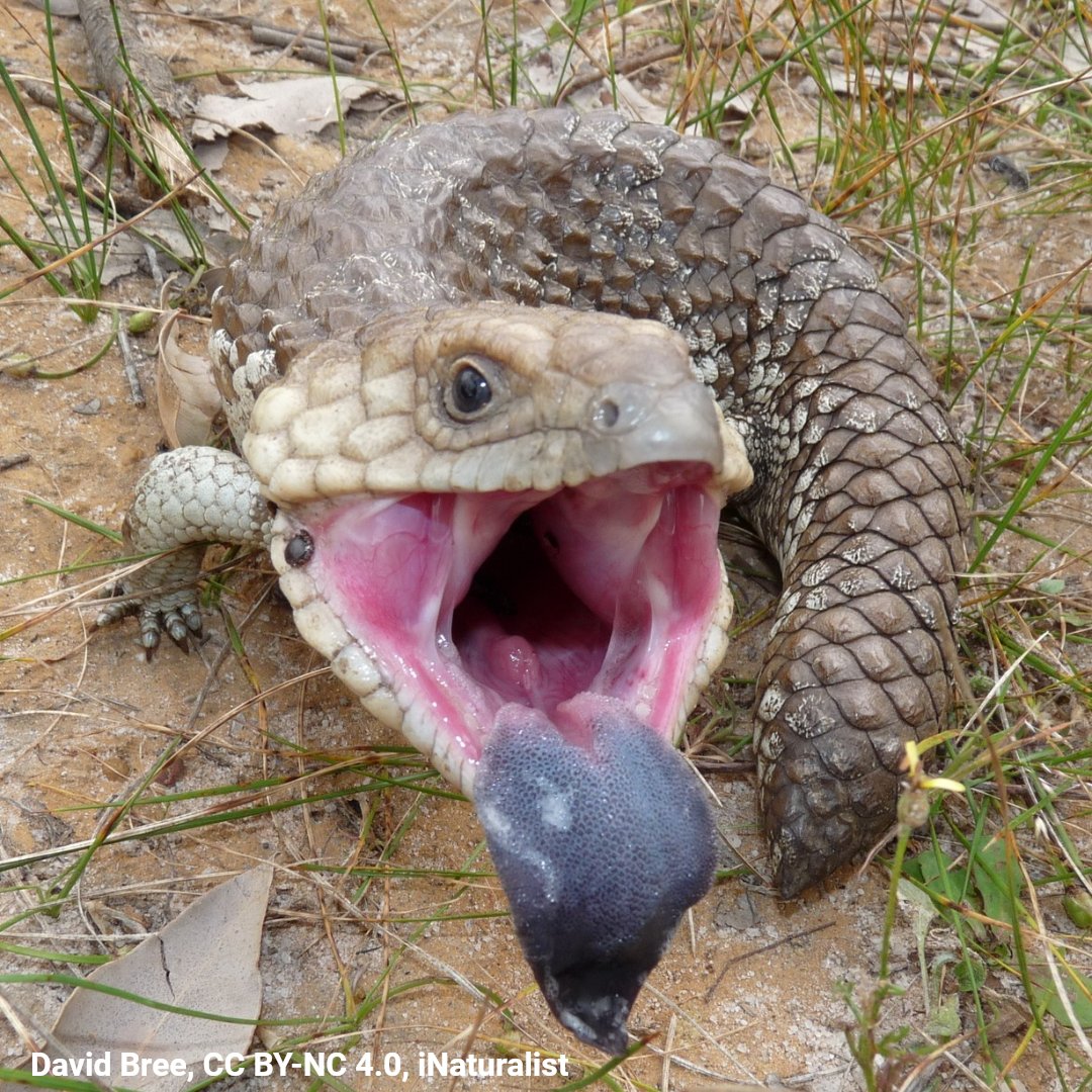 American Museum of Natural History tweet media