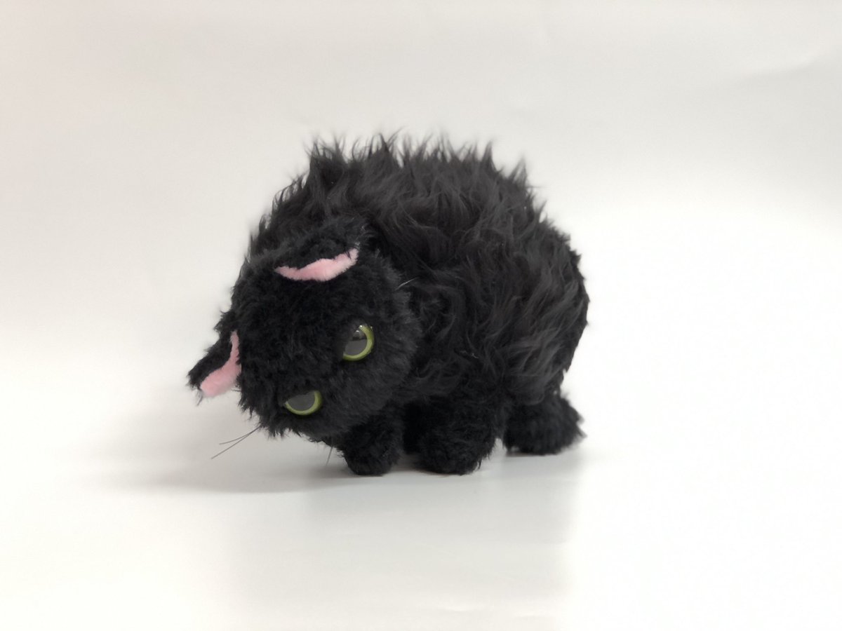 洗われた猫ぬいぐるみは、5年前の展示で最初になつかない猫の