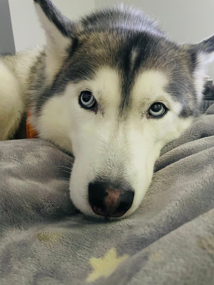 𝐿 ⋆. 𐙚 ˚ tweet media