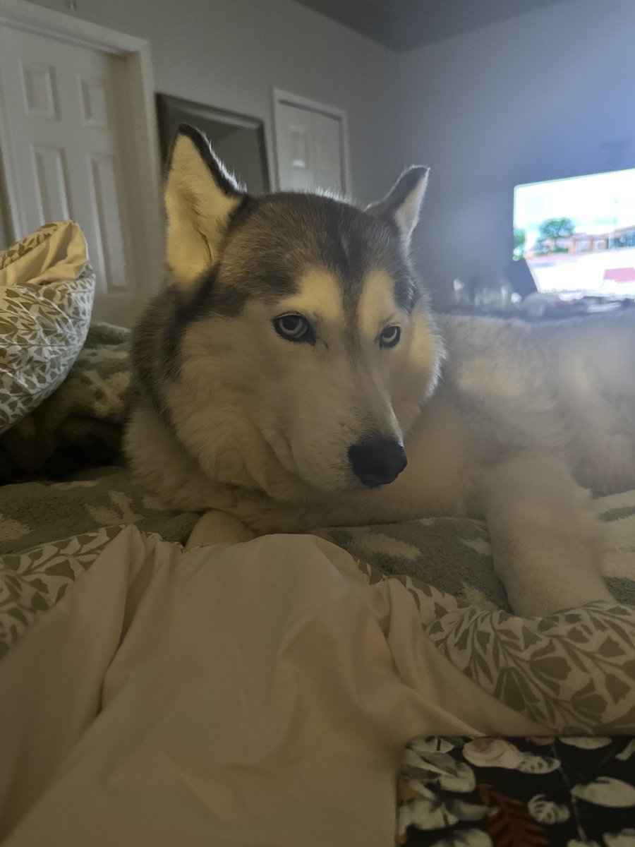 𝐿 ⋆. 𐙚 ˚ tweet media