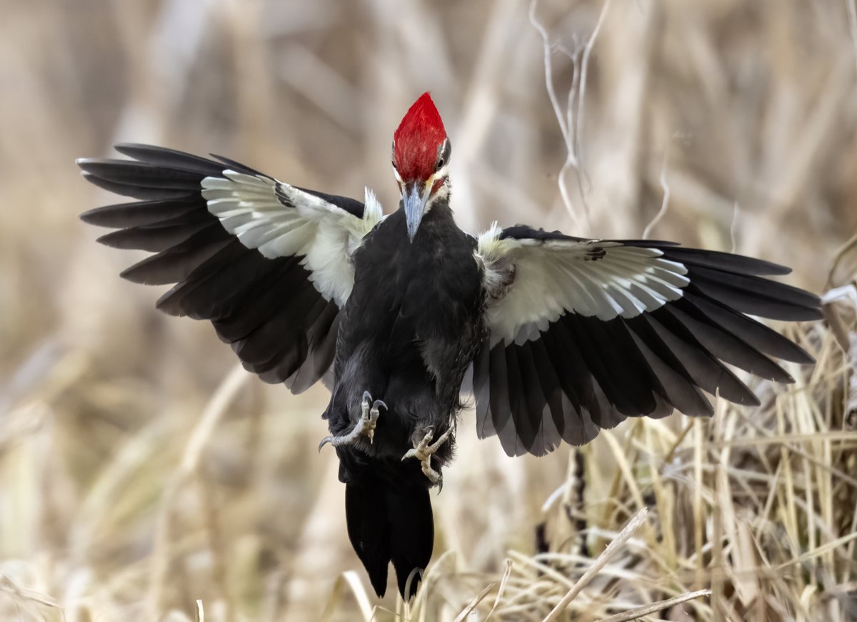 JocAPhotography's tweet photo. Check out the feet on this Pileated Woodpecker! Pileated Woodpeckers have zygodactyl feet; two toes forward and two toes backward. These birds also have their outermost rear toe being able to rotate 90 degrees to help with stability (Ospreys and owls can do this as well.) https://t.co/ZohCENzbkc