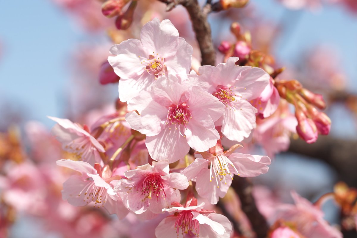 ゼロ＠最高の1枚を求めて tweet media