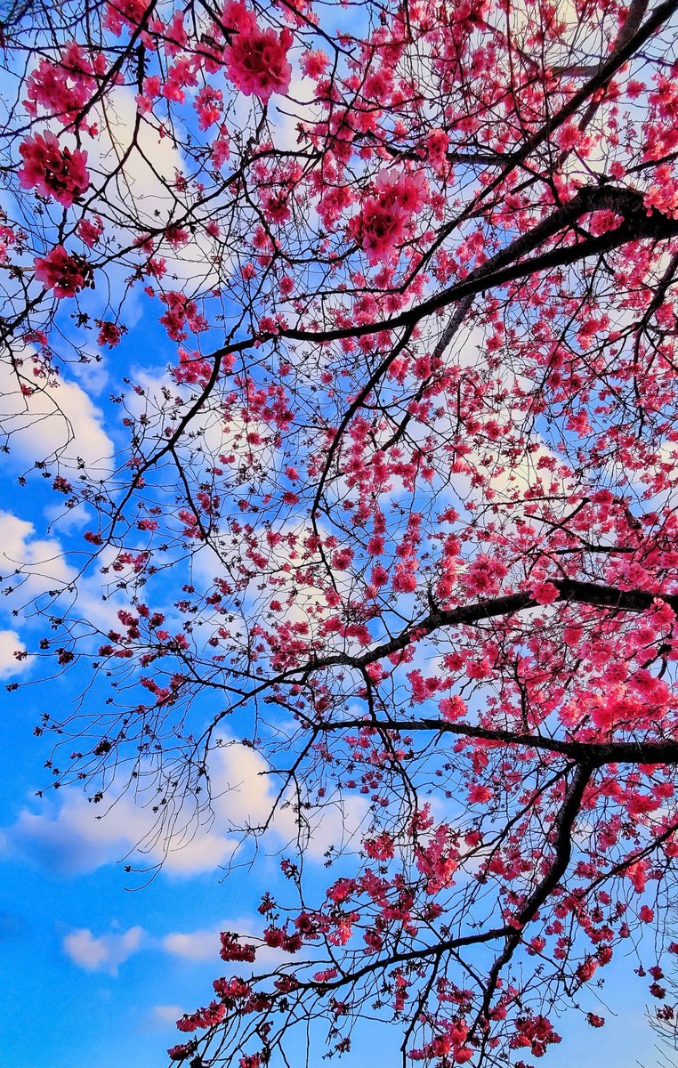 そらのうえ tweet media