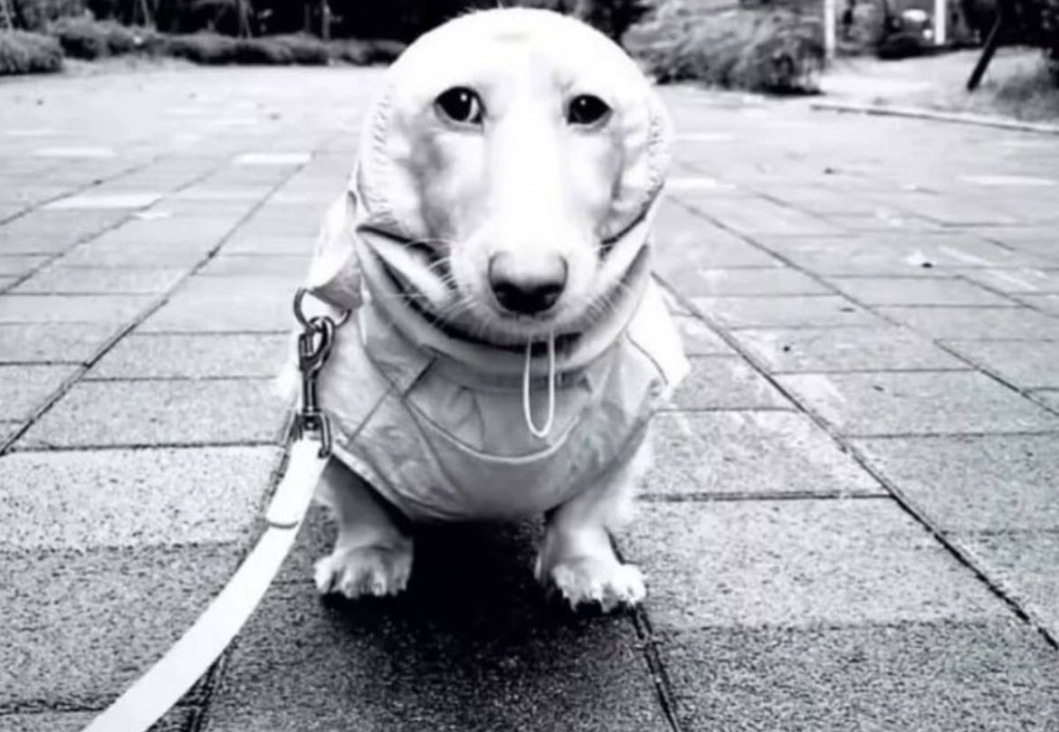 Tensai Felcob tweet media