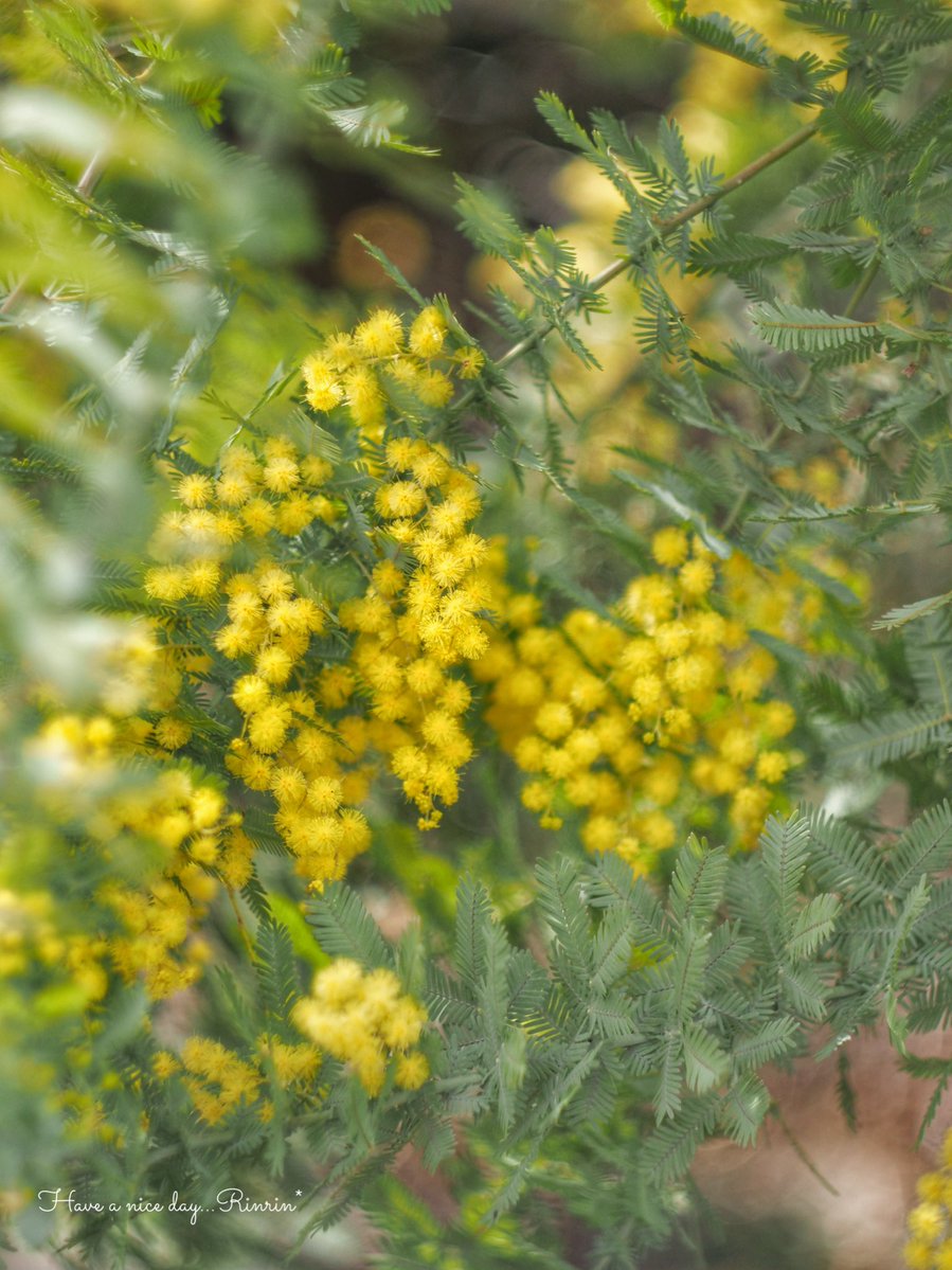 🐰𝚁𝚒𝚗𝚛𝚒𝚗…📸♥️𓂃ꕤ︎︎·͜· tweet media