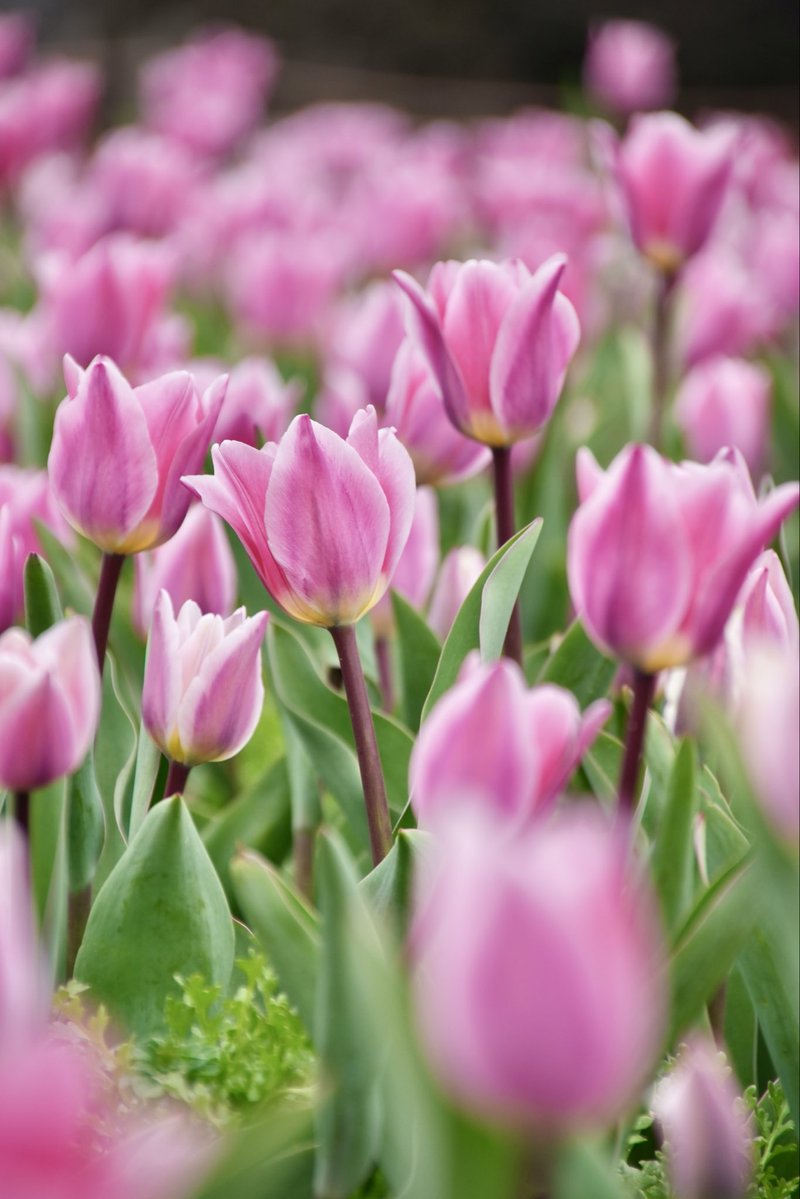 むらさき tweet media