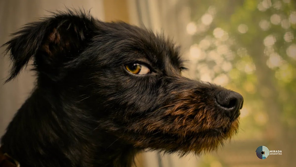 Eduardo Torres tweet media