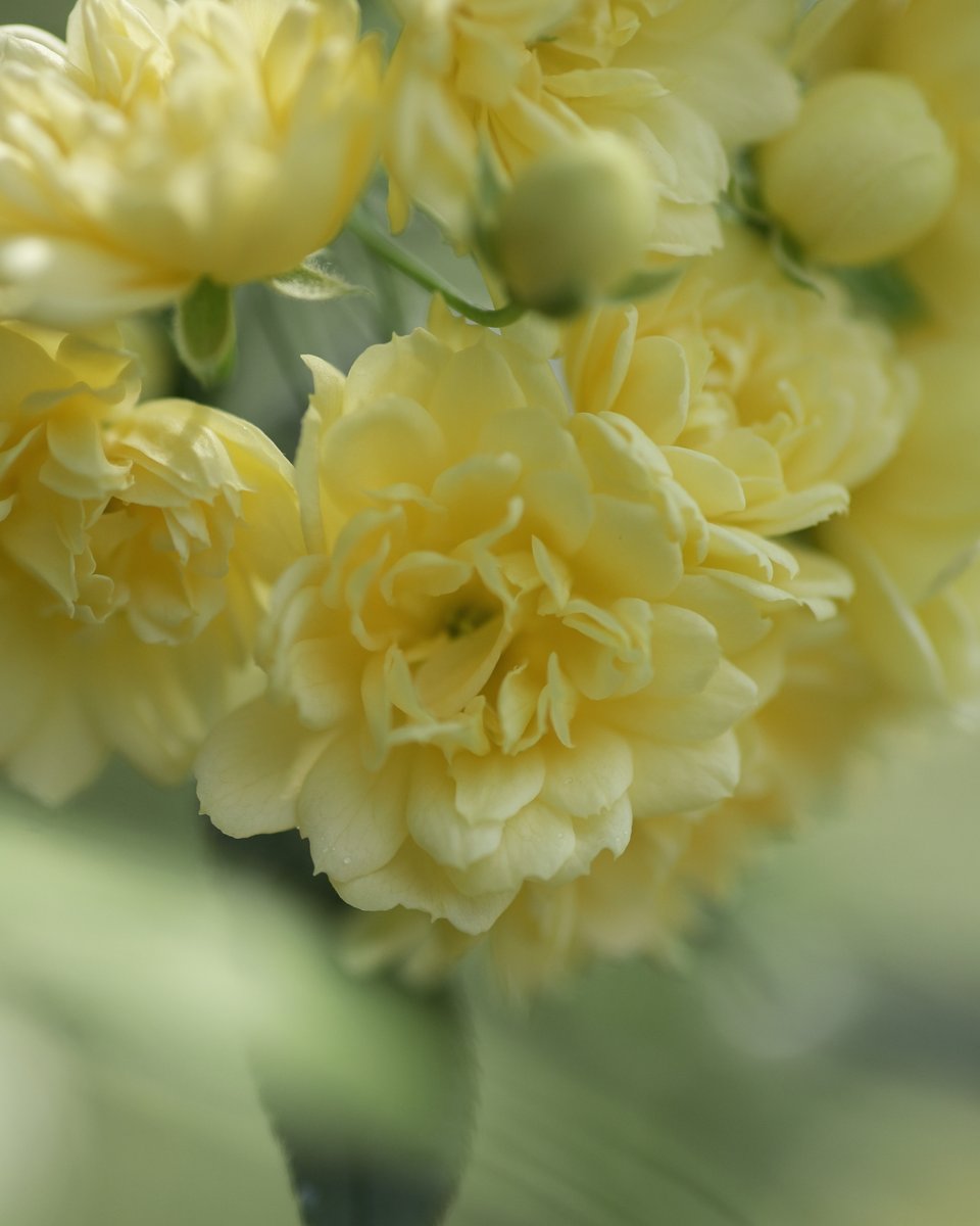 ロックランドナ | 花と神社と風景写真📸 tweet media