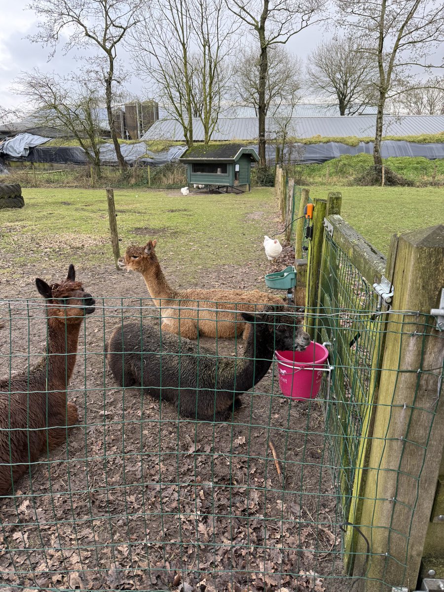 Justcarla tweet media