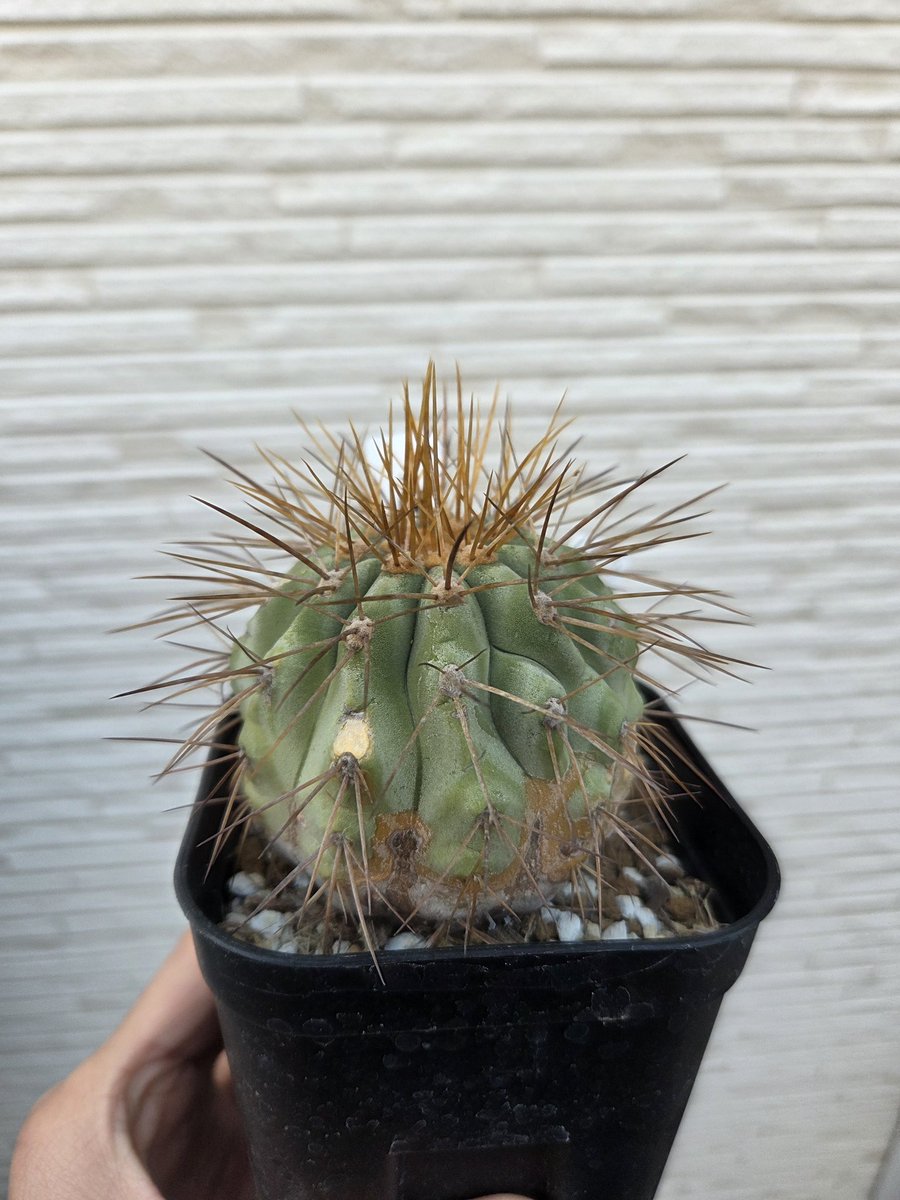 ローリー tweet media