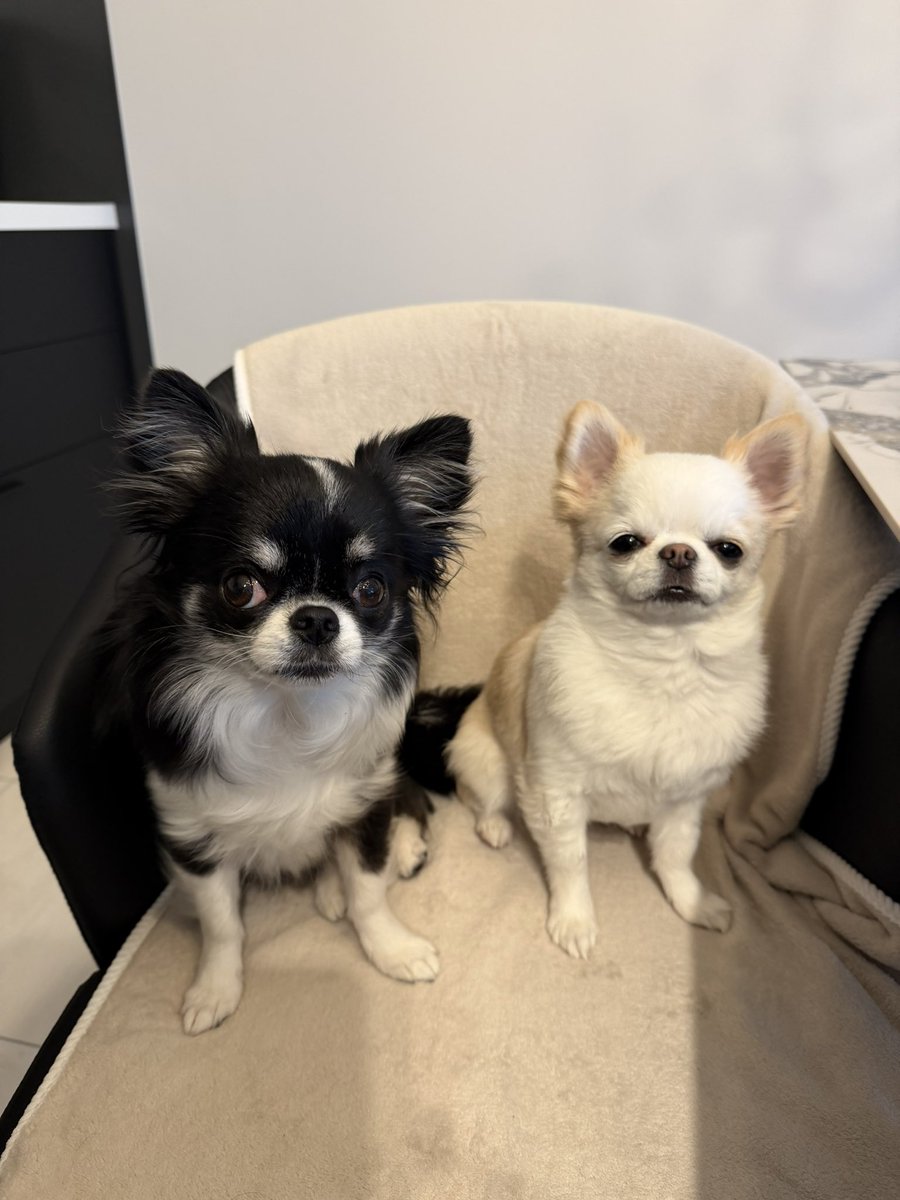 ちわわ3姉妹 tweet media