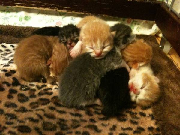 へるむすりー tweet media