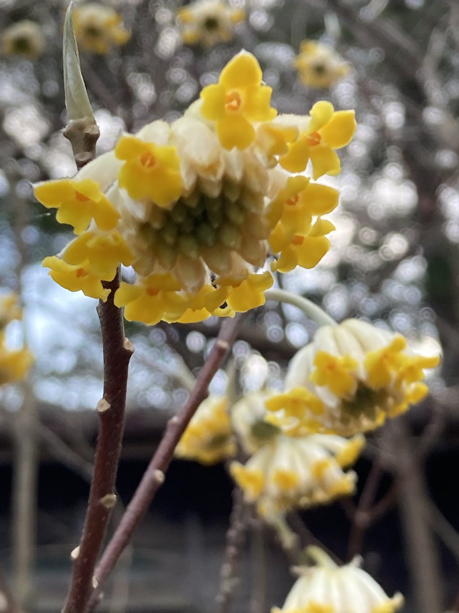 雪のかけら tweet media