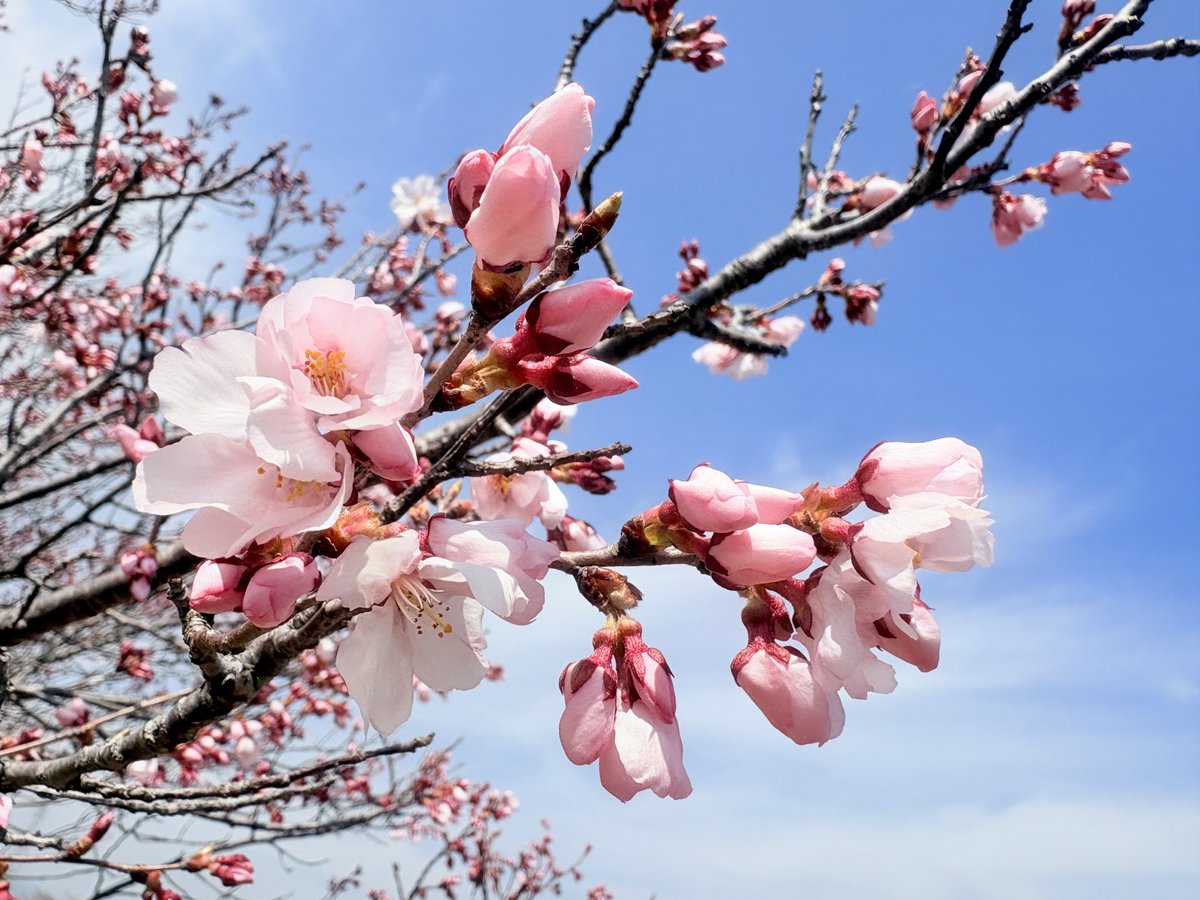 kaniolive's tweet photo. おはようございます
今週末はお花見に🌸🍡 https://t.co/IW63WlfFgH