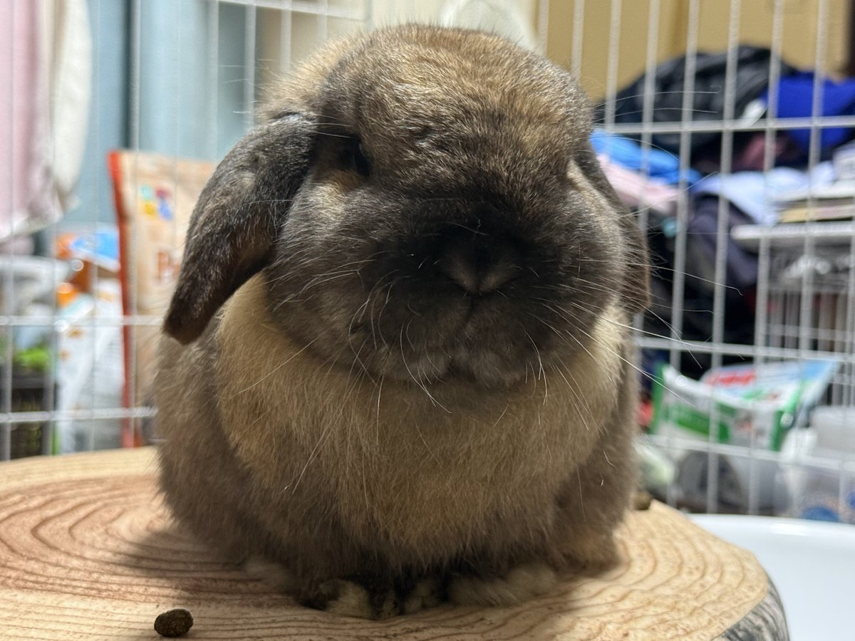 葉月🐰 tweet media