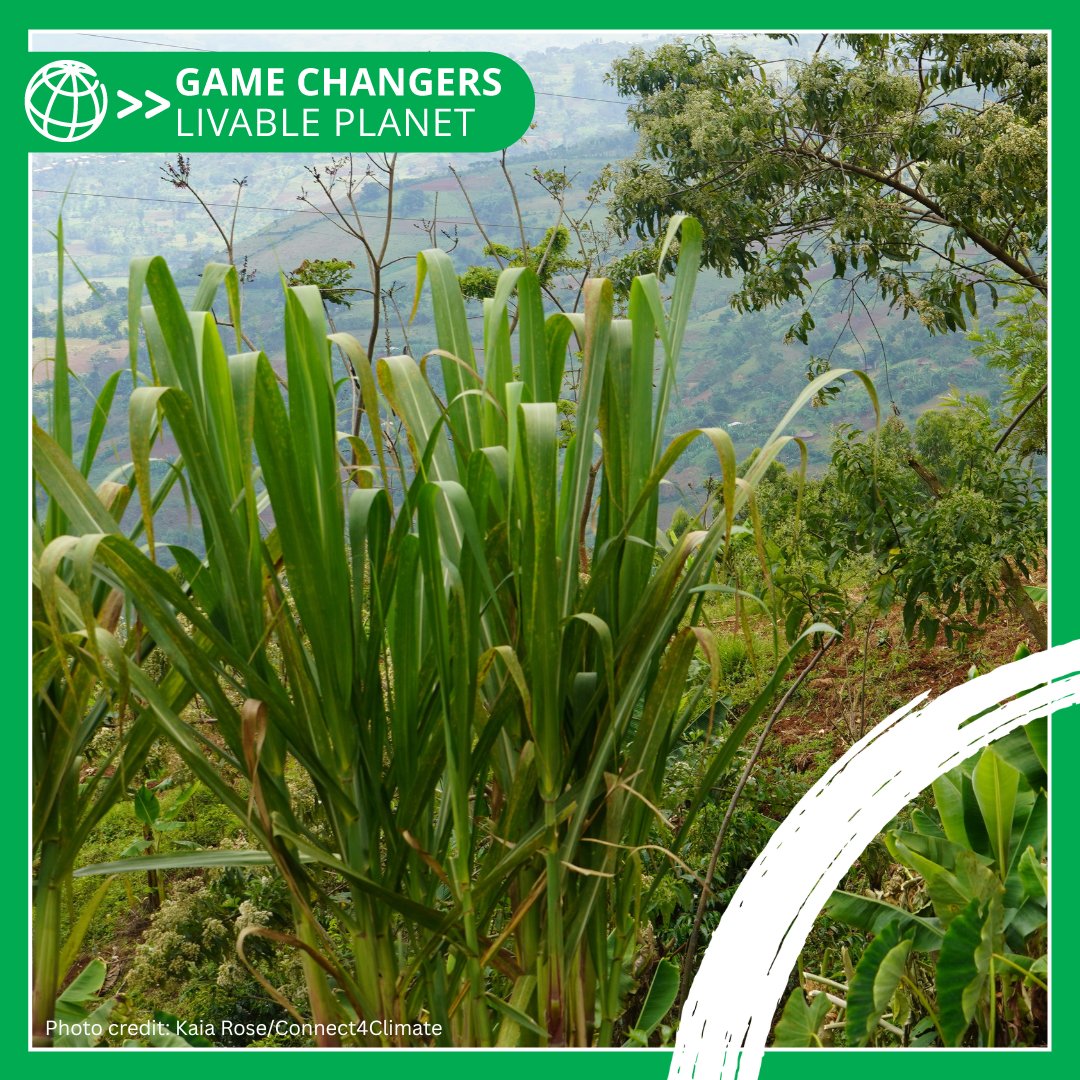 Connect4Climate tweet media