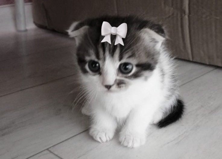 lix reserva ꣑ৎ tweet media