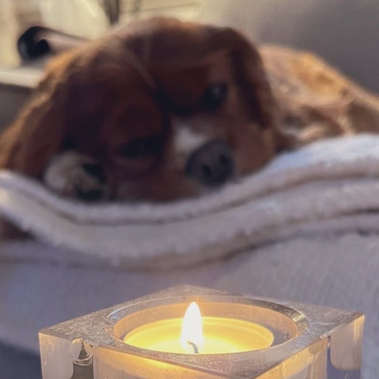 erind42's tweet image. With a very heavy heart we light a candle for Dexter tonight to guide his way OTRB 🌈 He will be forever loved. Sending all our love to his wonderful Dad during this very sad time. You made it all the way sweet boy. Now run free 💔🕯️
@CavalierDexter #RememberingDex #CavPack