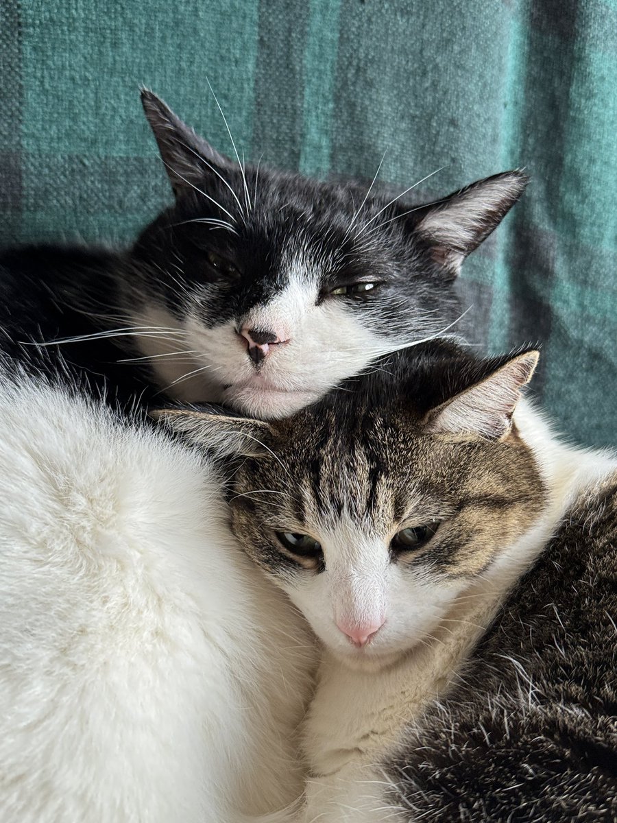 URESICA ウレシカ tweet media