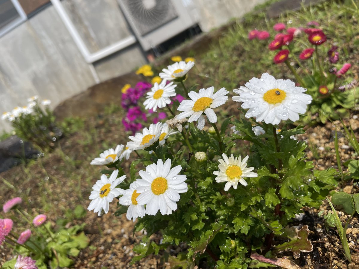 ohozora_yaku's tweet photo. ～新生活に向けて～
花を取り入れると、不安や緊張が和らぎ、明るい気持ちでスタートをきれると言われています。新しい門出の時期、ぜひ暮らしに花を添えてみてはいかがでしょう。
#おおぞら高校 ＃屋久島おおぞら高校 ＃おおぞら高等学院 ＃屋久島 #花 https://t.co/UKkkyx43kb