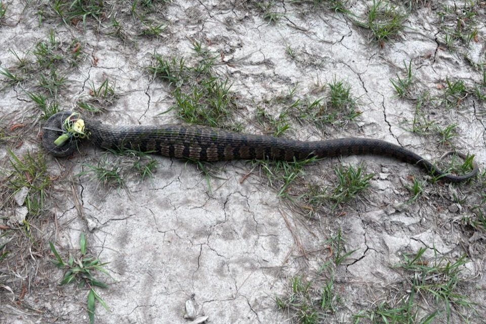 Lex Luthor tweet media