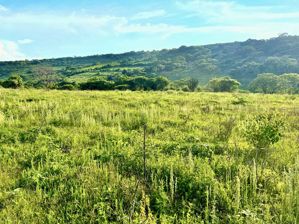 Chapalajara's tweet photo. ¡Tu refugio ideal en la Ribera de Chapala! 🌿

Paz y clima Ideal
Terreno plano de 1,251m² 
Vistas Increíbles
Agua y Luz
 
📍8m de San Cristóbal
📍15m de Joco
📍17m de San Luis Soyatlán    📍 1hr de GDL 

💰Oportunidad: $990MXN/m²

🤝20% Enganche y Crédito directo disponible !! https://t.co/pCmi6ipDUI
