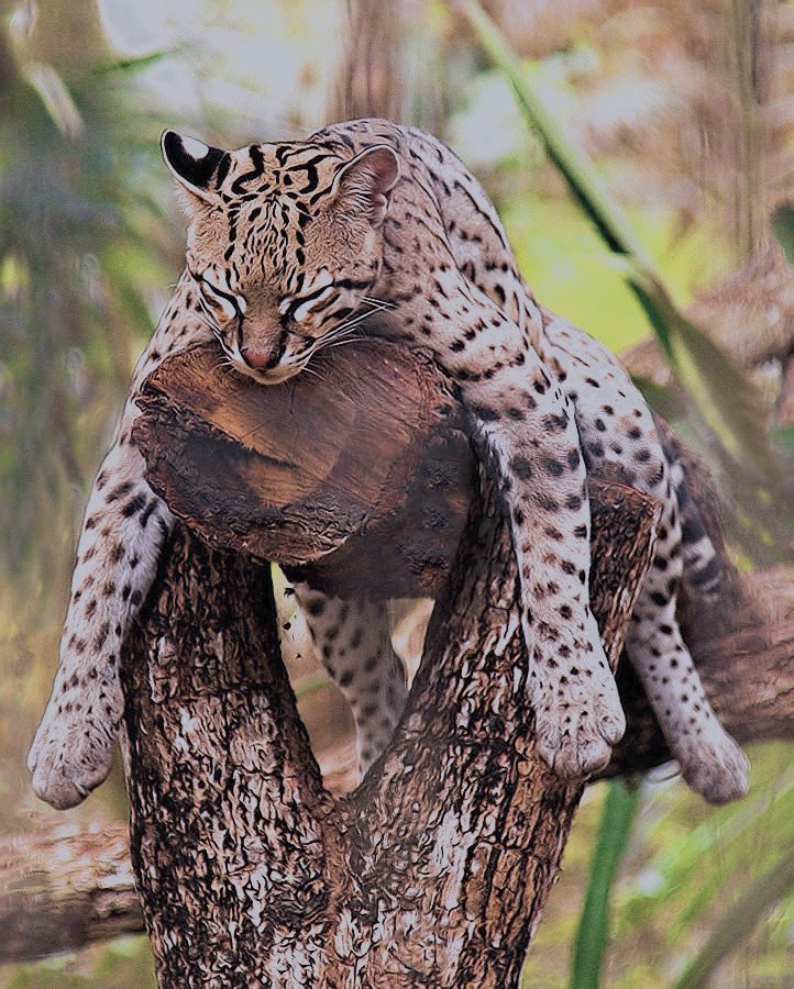 Ｎａｔａｓｈａ♡ tweet media