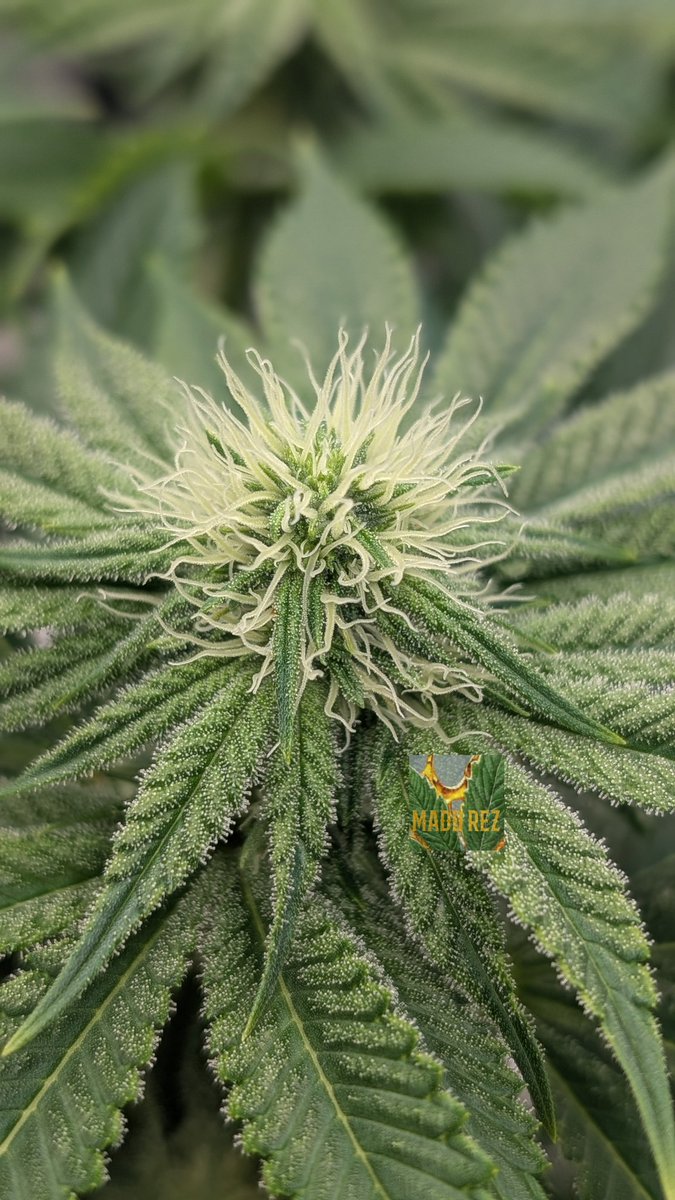 Madd Rez tweet media