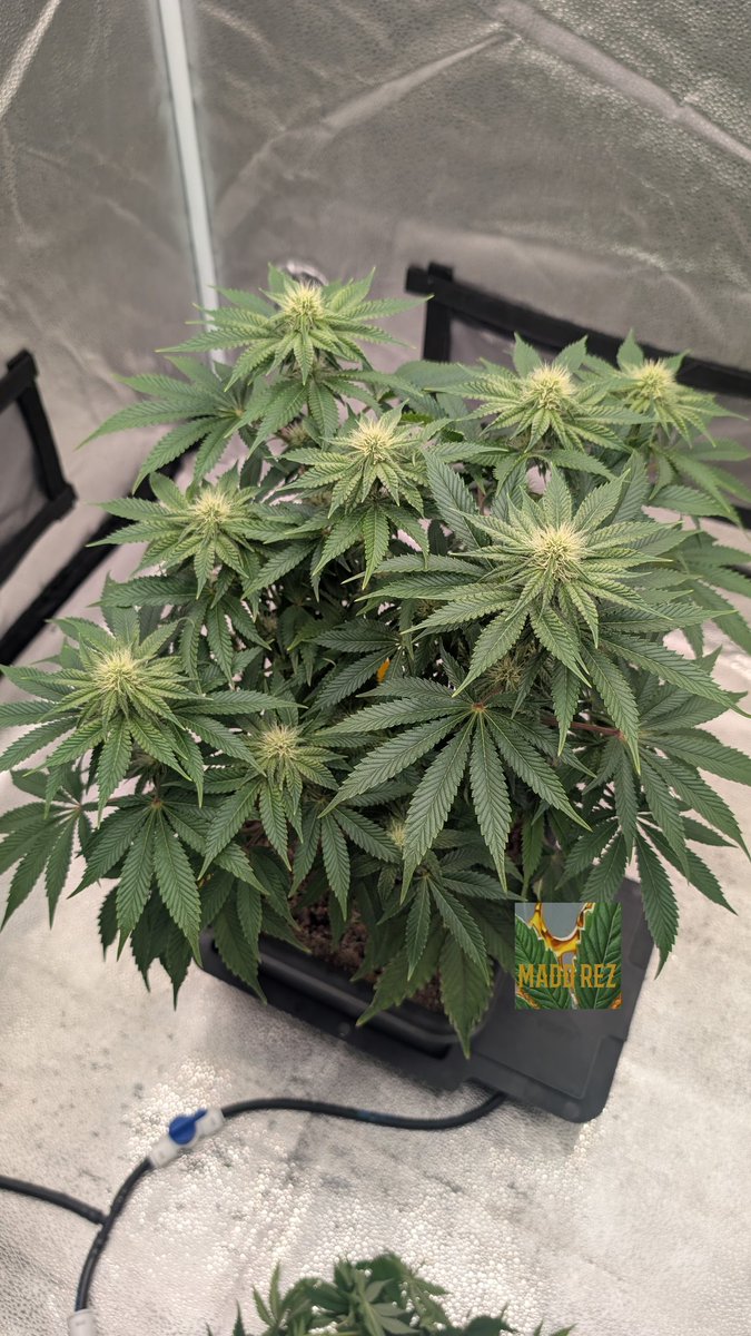 Madd Rez tweet media