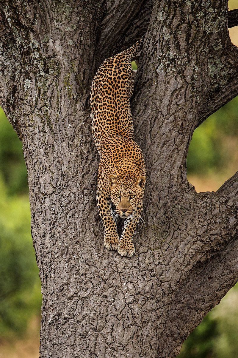 Mohan Thomas tweet media