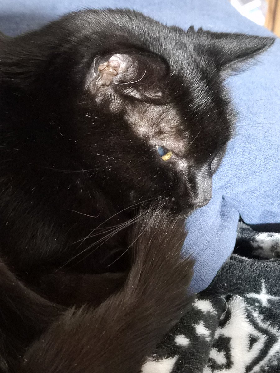 ℑ𝔫𝔤𝔯𝔦𝔡🏳️‍🌈 #LGD tweet media