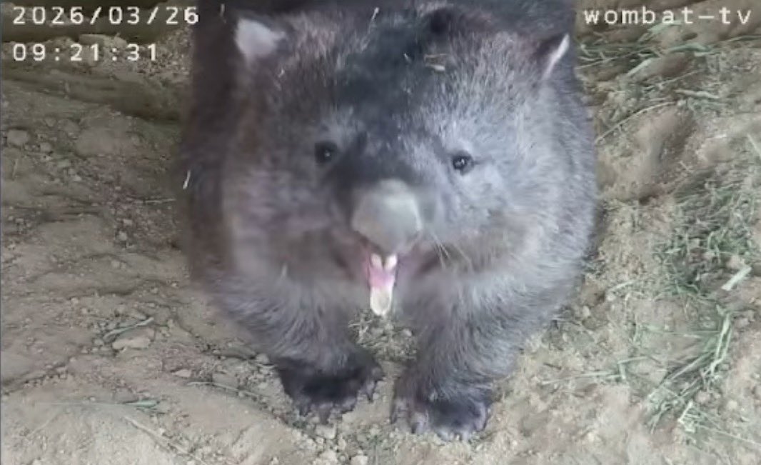 wom_8_womchan's tweet photo. おはようふくちゃむーーー!🤭💕💕
#五月山動物園ウォンバット #フクちゃん #wombat #wombattv #五月山動物園 #ウォンバットてれび #ウォンバットテレビ #satsukiyamadayzoo #dayzoo https://t.co/RCGQElFtmf