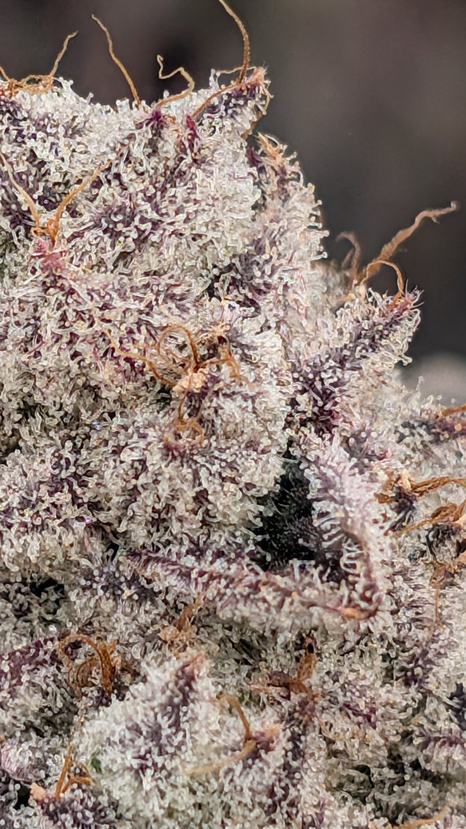 Madd Rez tweet media