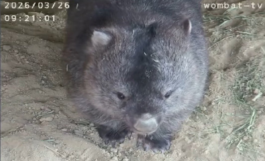 wom_8_womchan's tweet photo. べりーーべりーーきゅーと🥹❣️❣️
#五月山動物園ウォンバット #フクちゃん #wombat #wombattv #五月山動物園 #ウォンバットてれび #ウォンバットテレビ #satsukiyamadayzoo #dayzoo https://t.co/NHT14ruuUH