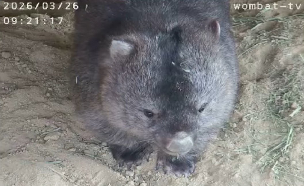 wom_8_womchan's tweet photo. べりーーべりーーきゅーと🥹❣️❣️
#五月山動物園ウォンバット #フクちゃん #wombat #wombattv #五月山動物園 #ウォンバットてれび #ウォンバットテレビ #satsukiyamadayzoo #dayzoo https://t.co/NHT14ruuUH