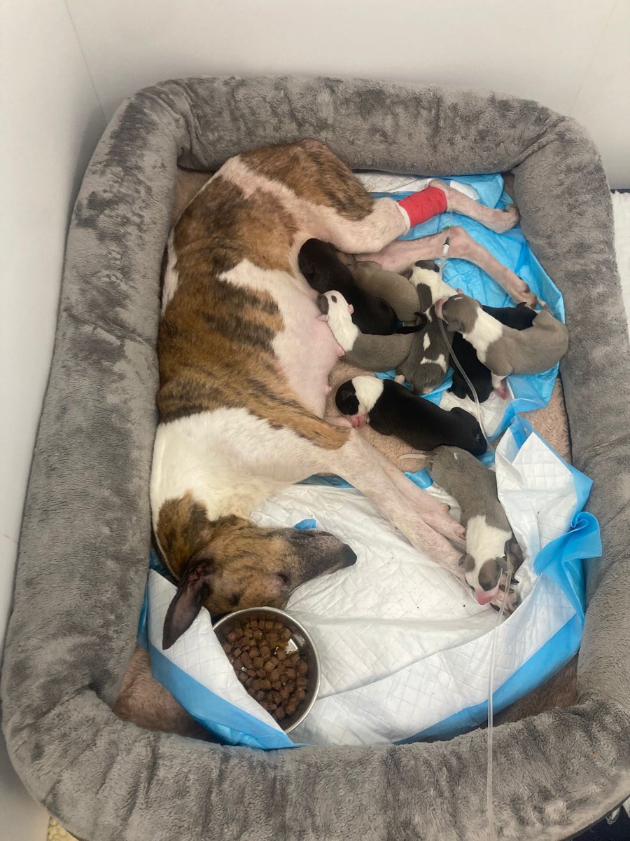 My Lovely Horse Rescue tweet media