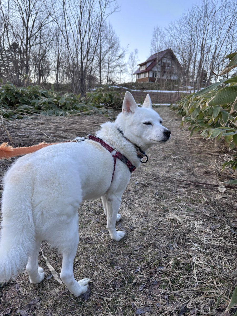 長谷川拡介 tweet media