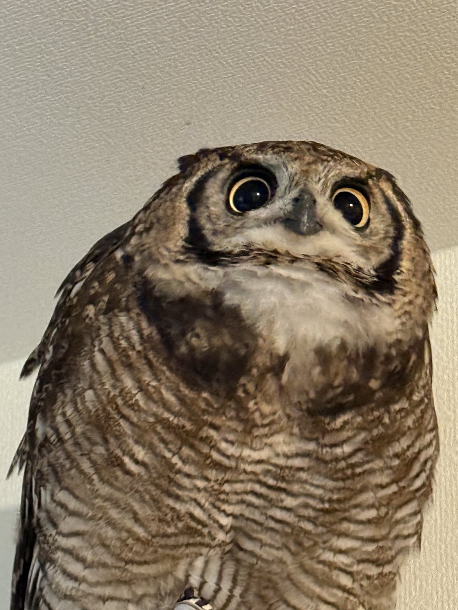 アフワシのリリー:旧名ダブルきなこ tweet media