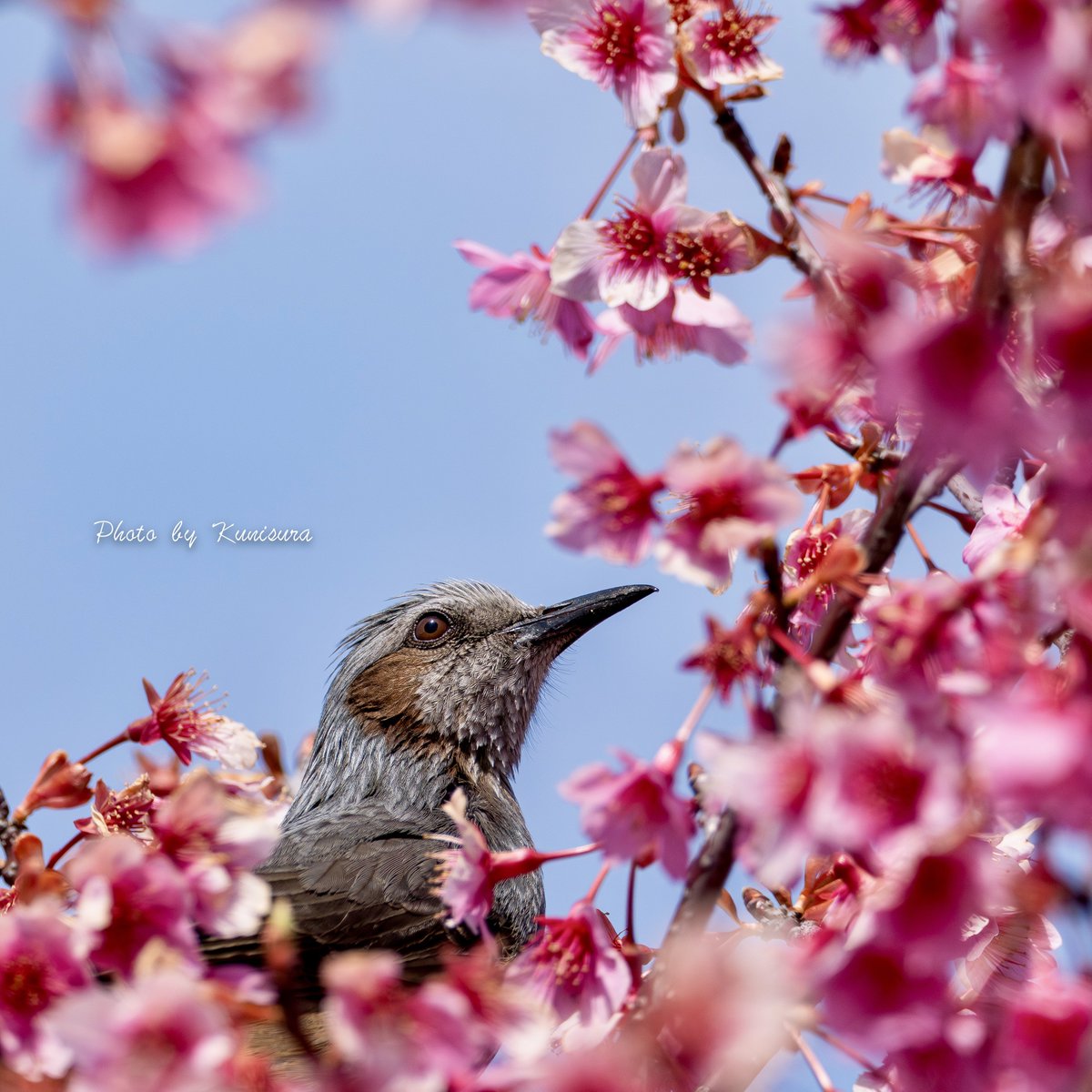 くにすら tweet media