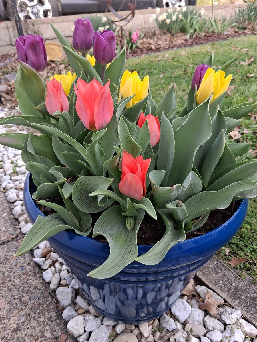 Sn@rk Tank, Arbitrary American tweet media