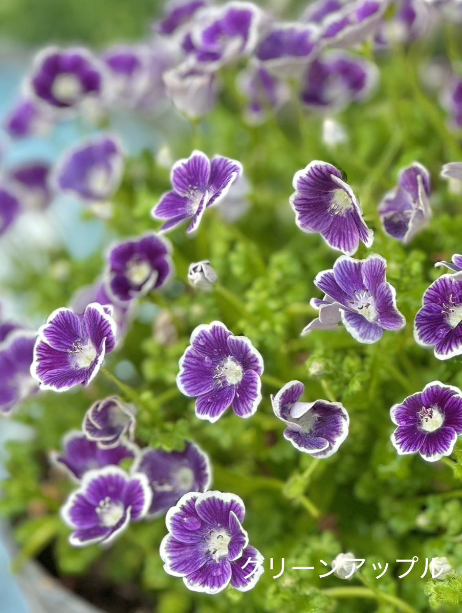 グリーンアップルଘ(੭*ˊᵕˋ)੭* ੈ♡‧₊˚ tweet media