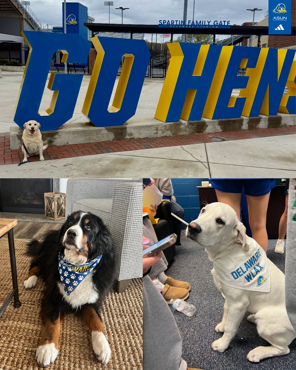 Delaware Women's Lacrosse tweet media