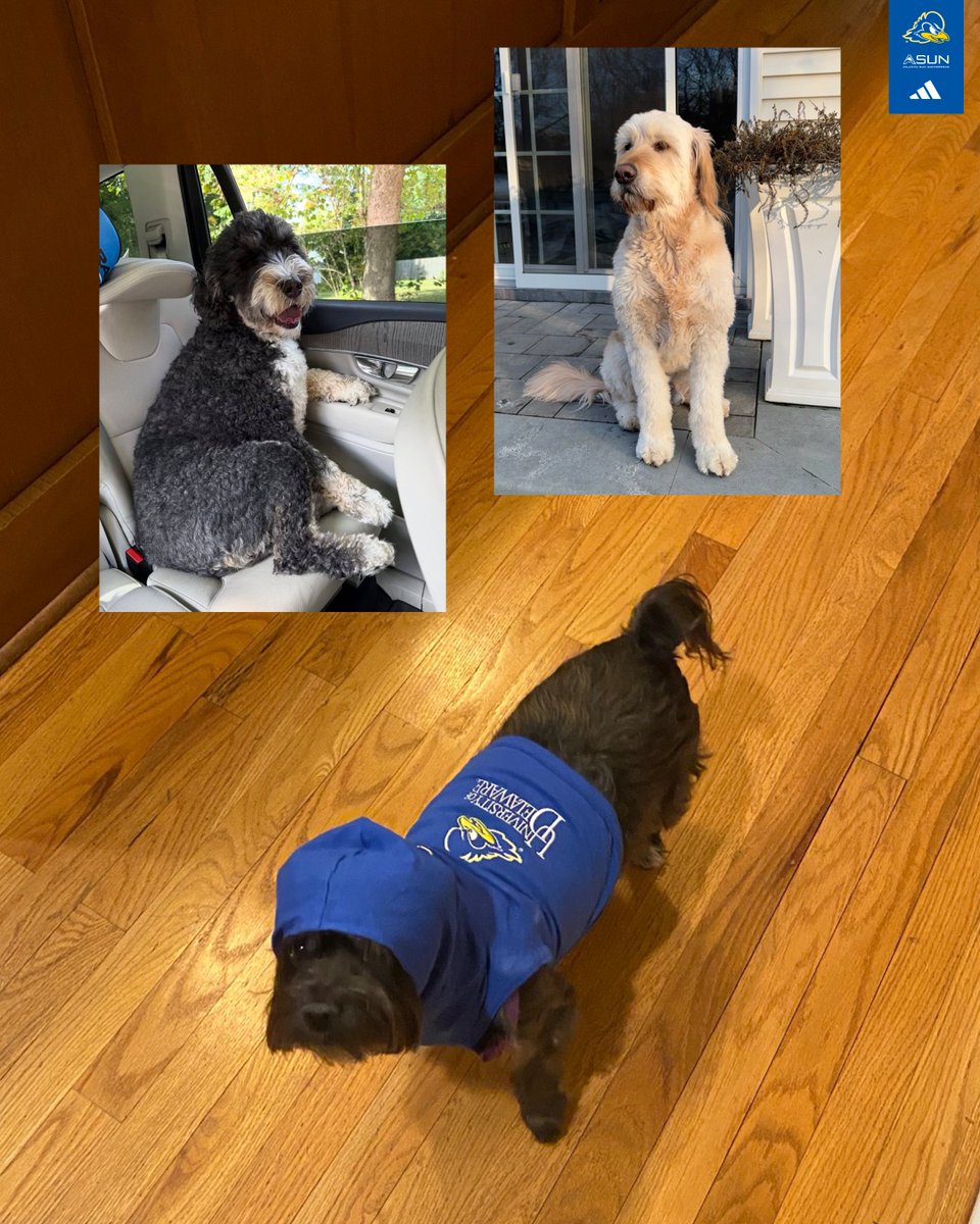 Delaware Women's Lacrosse tweet media