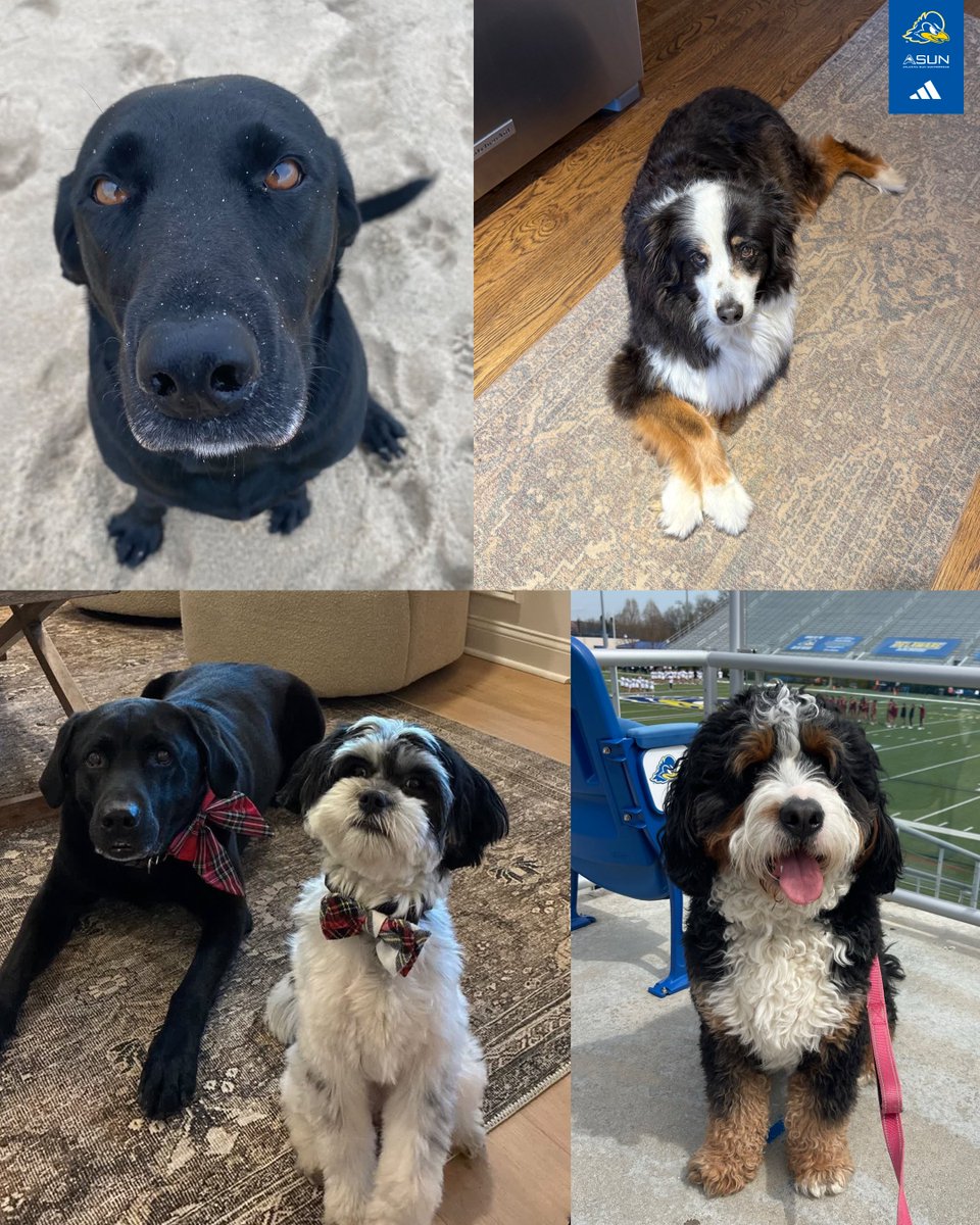 Delaware Women's Lacrosse tweet media