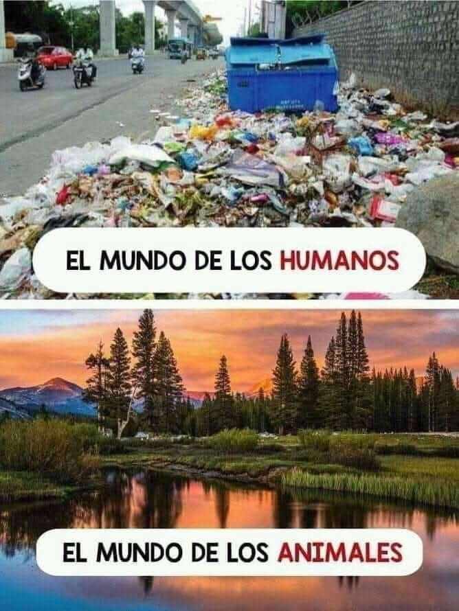 Rincón Curioso tweet media