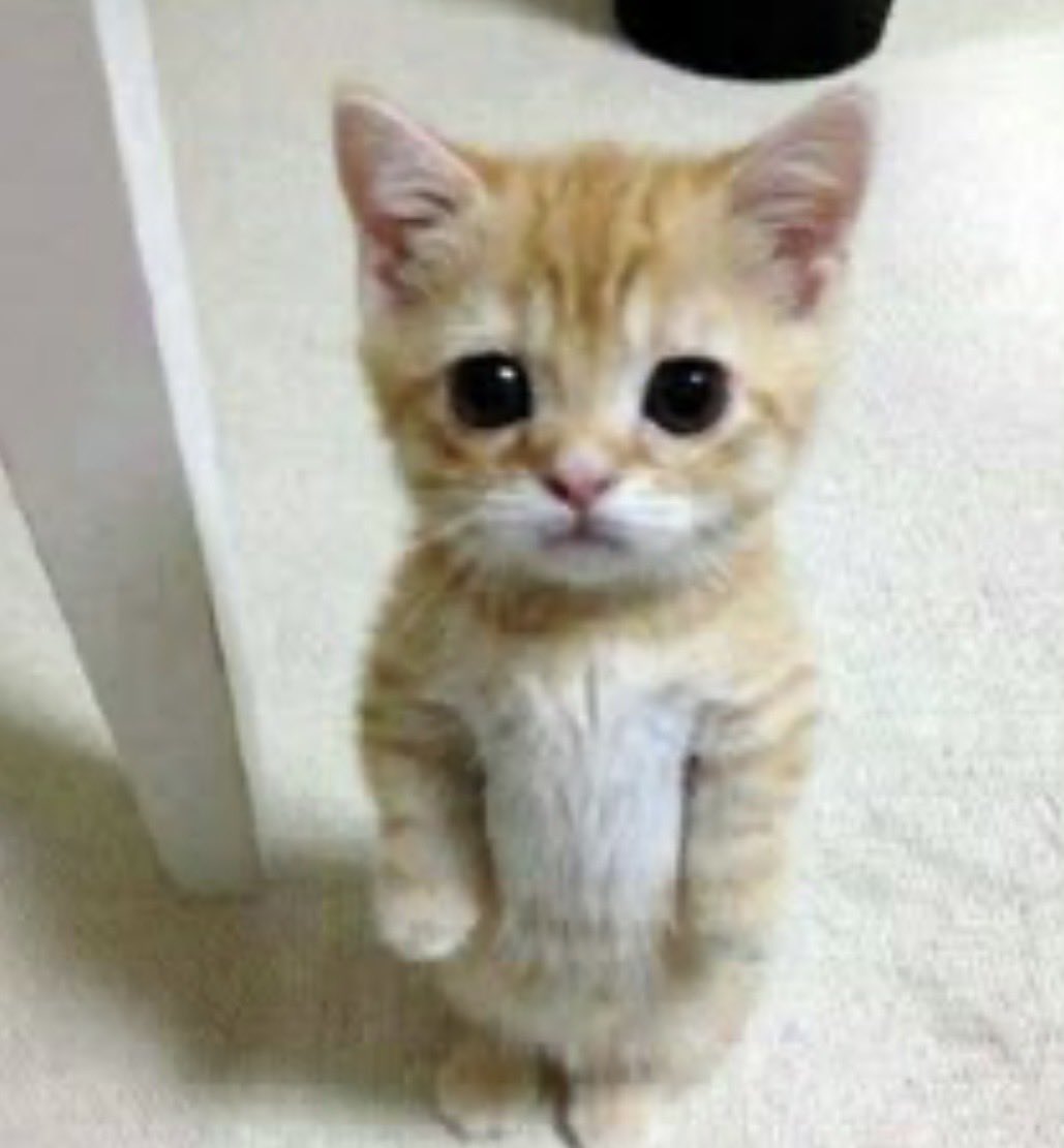 machbeth tweet media