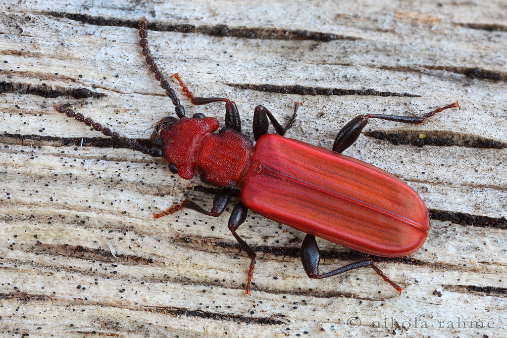 ⚙️ RaiderRabbit ⚙️ tweet media