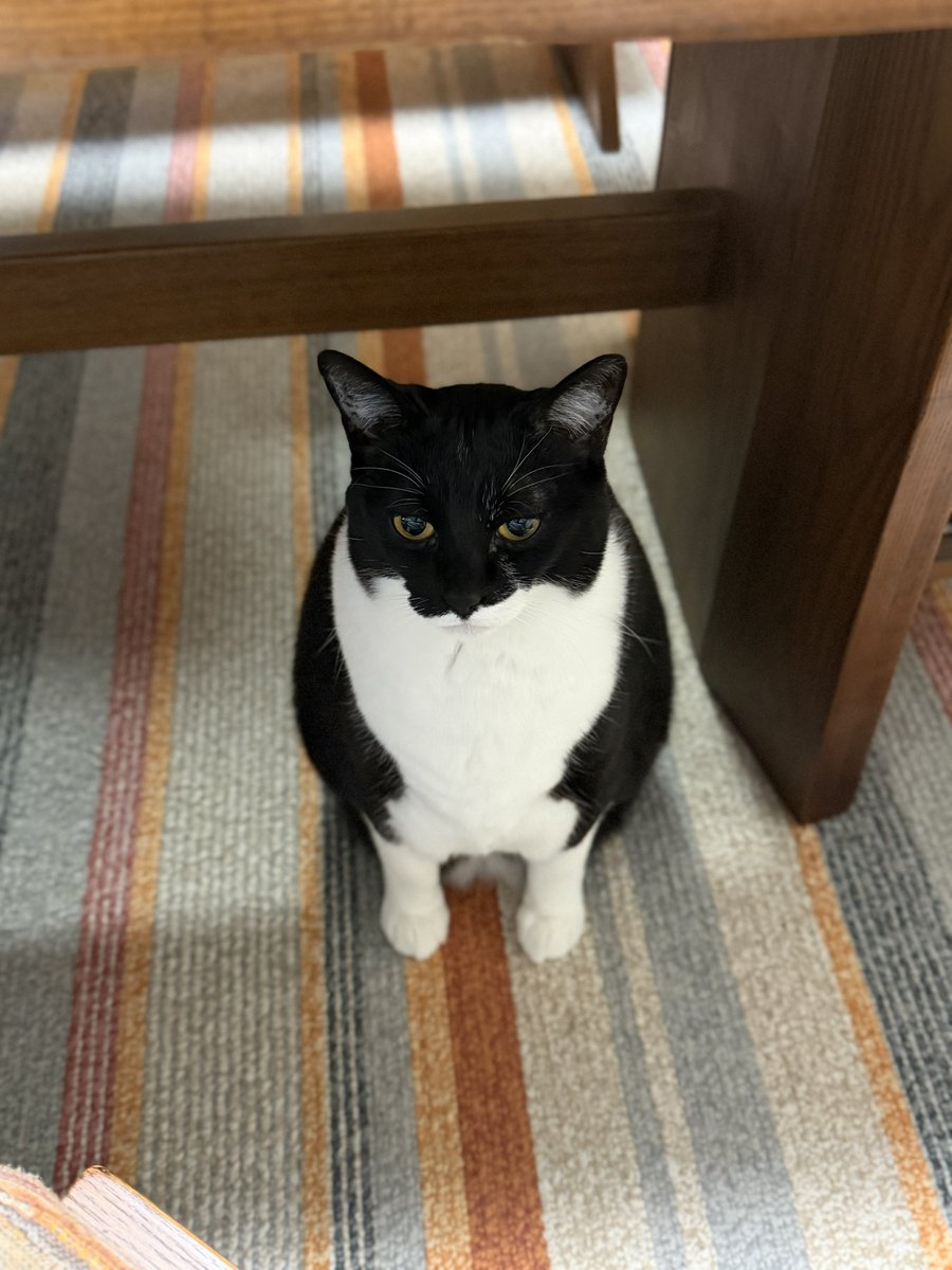 こたくろ兄弟 tweet media