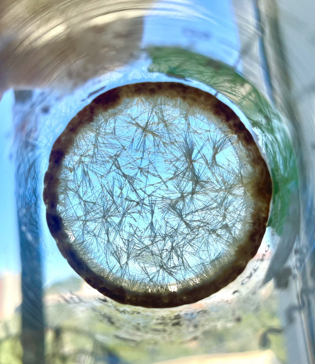 HansonFSU's tweet photo. A successful recrystallization from this week! 🪡🌼

 #photochemistry #fsu #research #chemistry #picpickoftheweek https://t.co/93hXkFLRyI